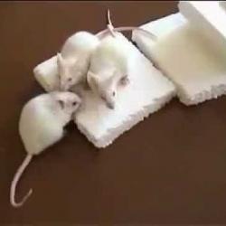 Любят ли мыши пенопласт?